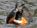 Australian Shelduck